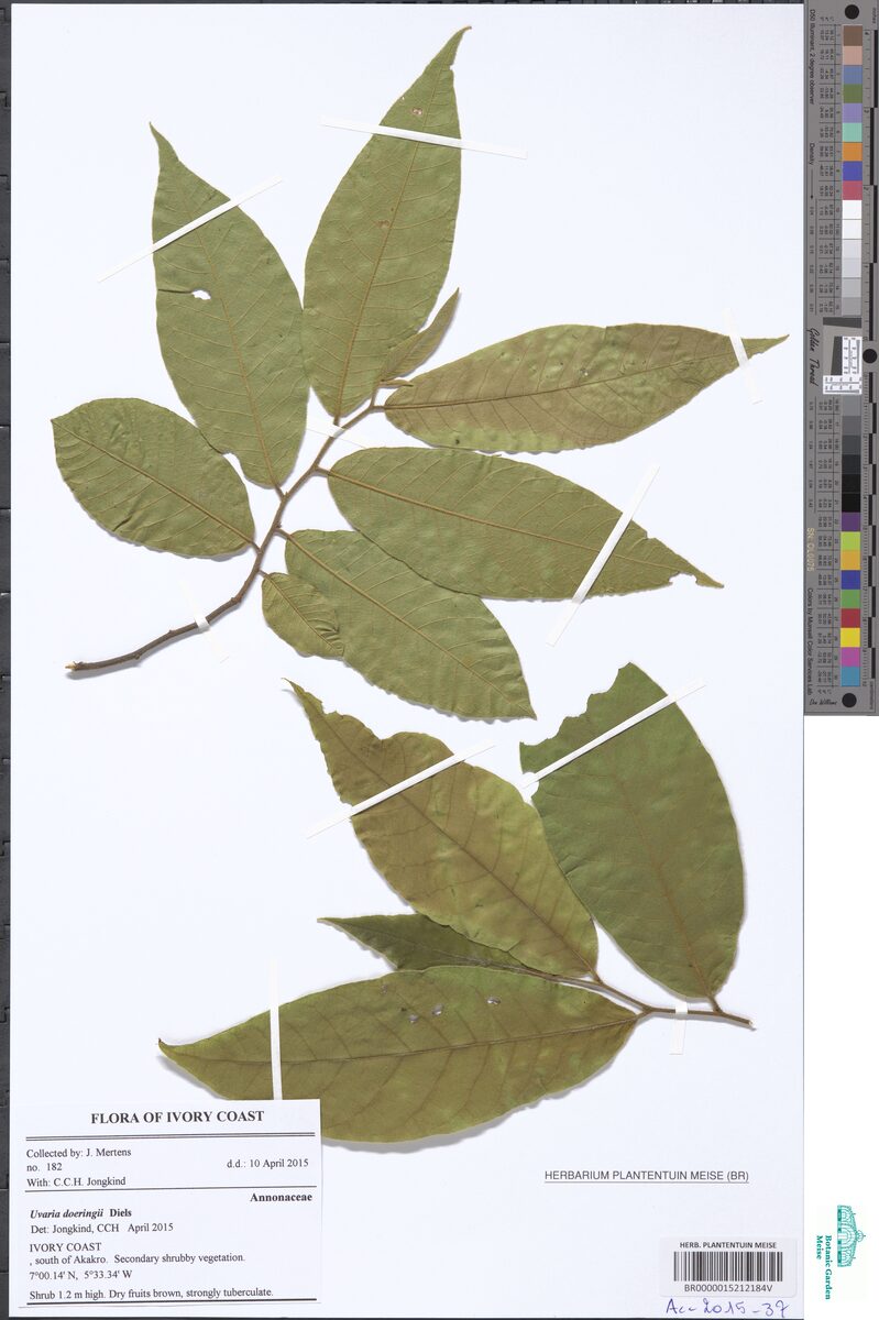 Uvaria doeringii