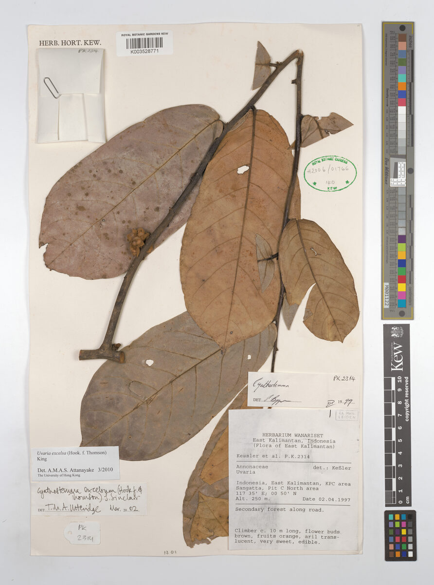 Uvaria excelsa — photo