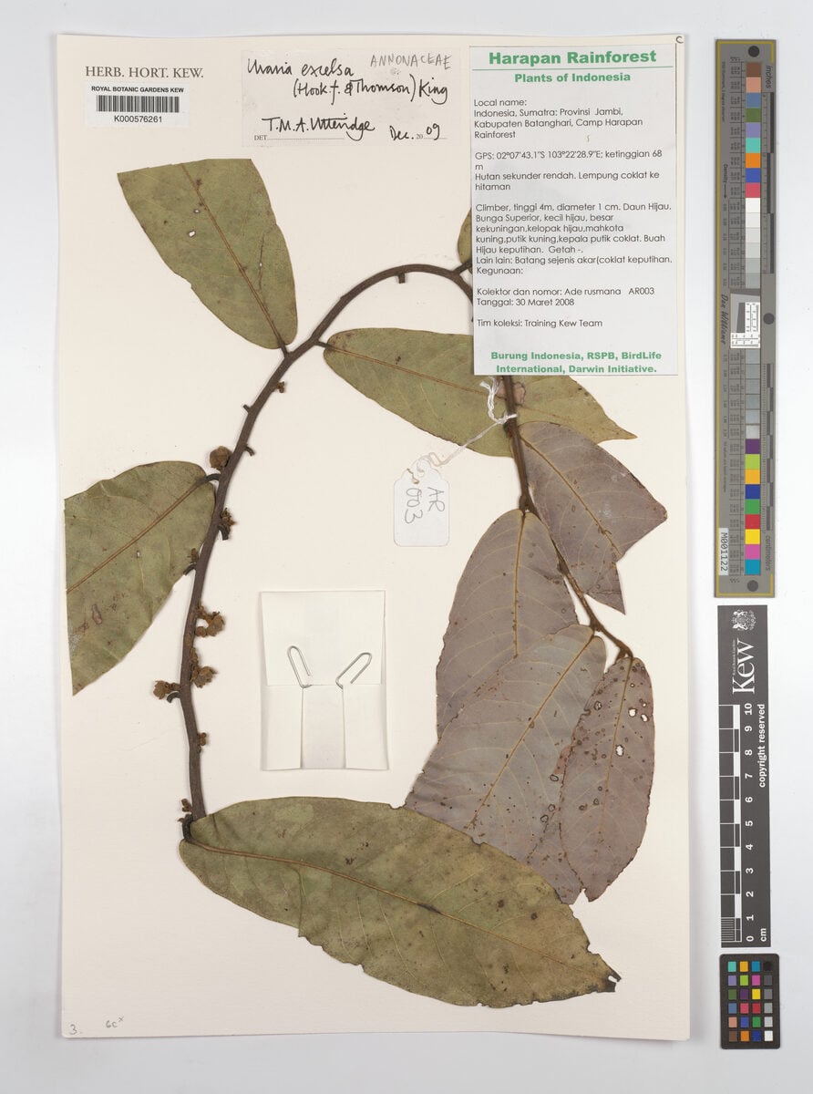 Uvaria excelsa