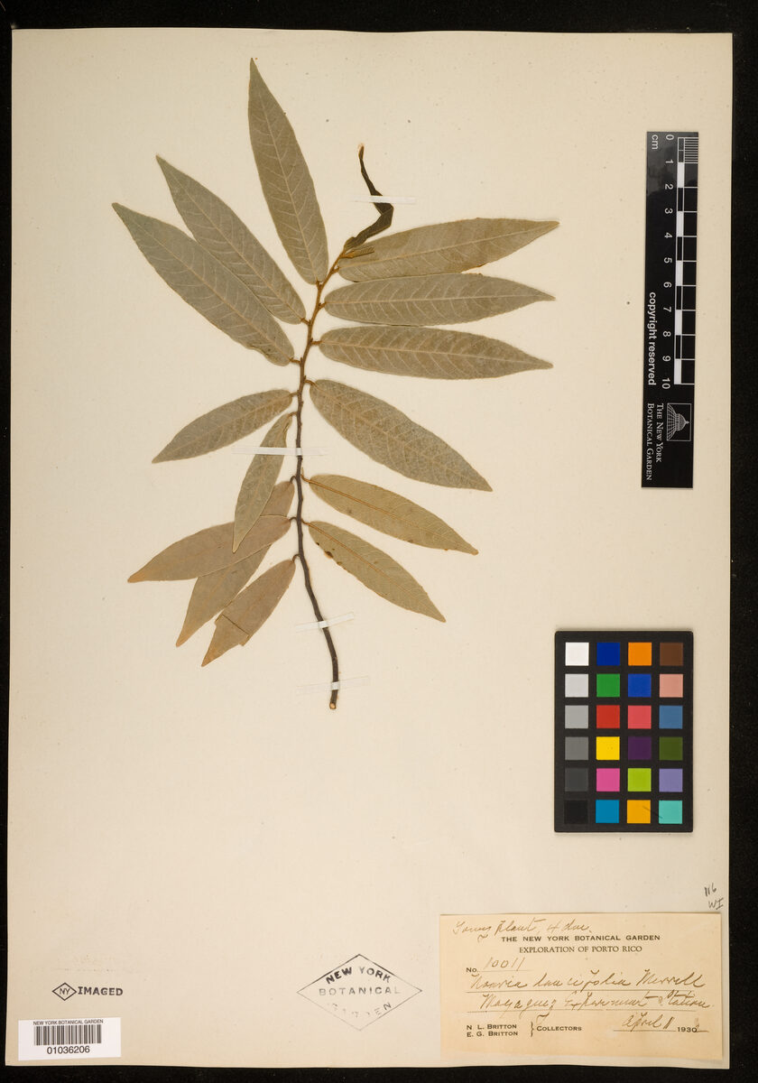Uvaria lancifolia (Calabao) — photo