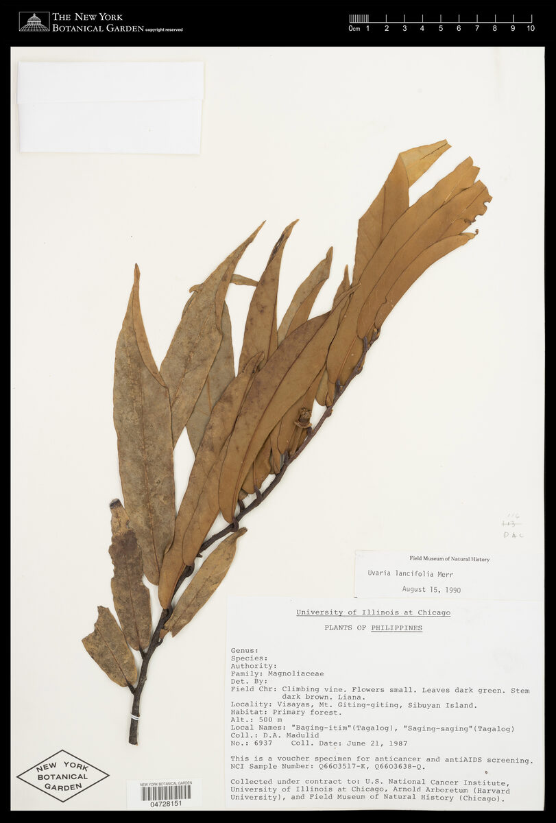 Uvaria lancifolia