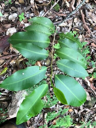 Uvaria leichhardtii (Acid drop vine) — photo