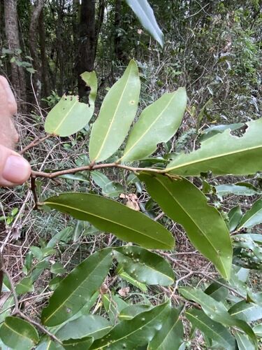 Uvaria leichhardtii (Acid drop vine) — photo