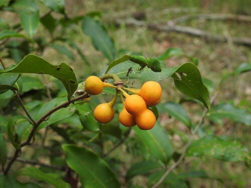 Uvaria leichhardtii