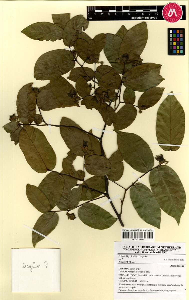Uvaria leptocladon