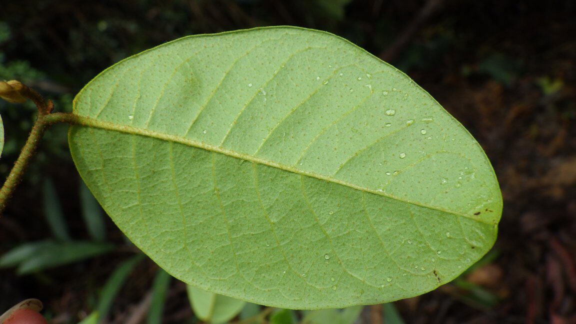 Uvaria scabrida — photo