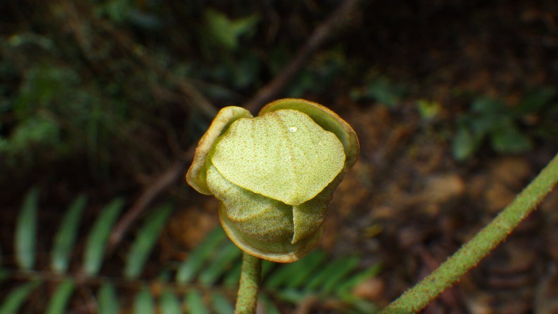 Uvaria scabrida
