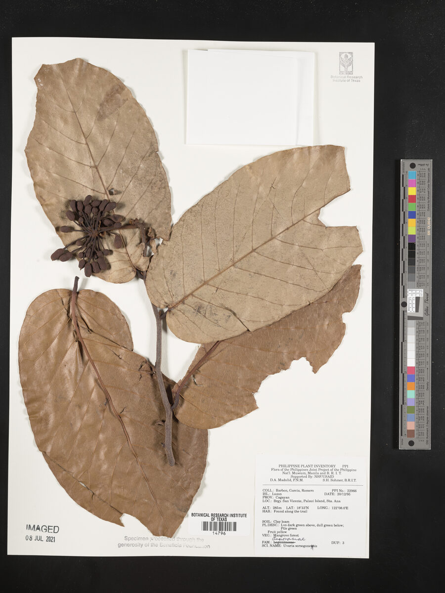 Uvaria sorzogonensis (Ulagak) — photo
