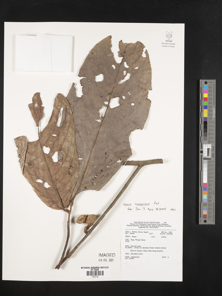 Uvaria sorzogonensis (Ulagak) — photo