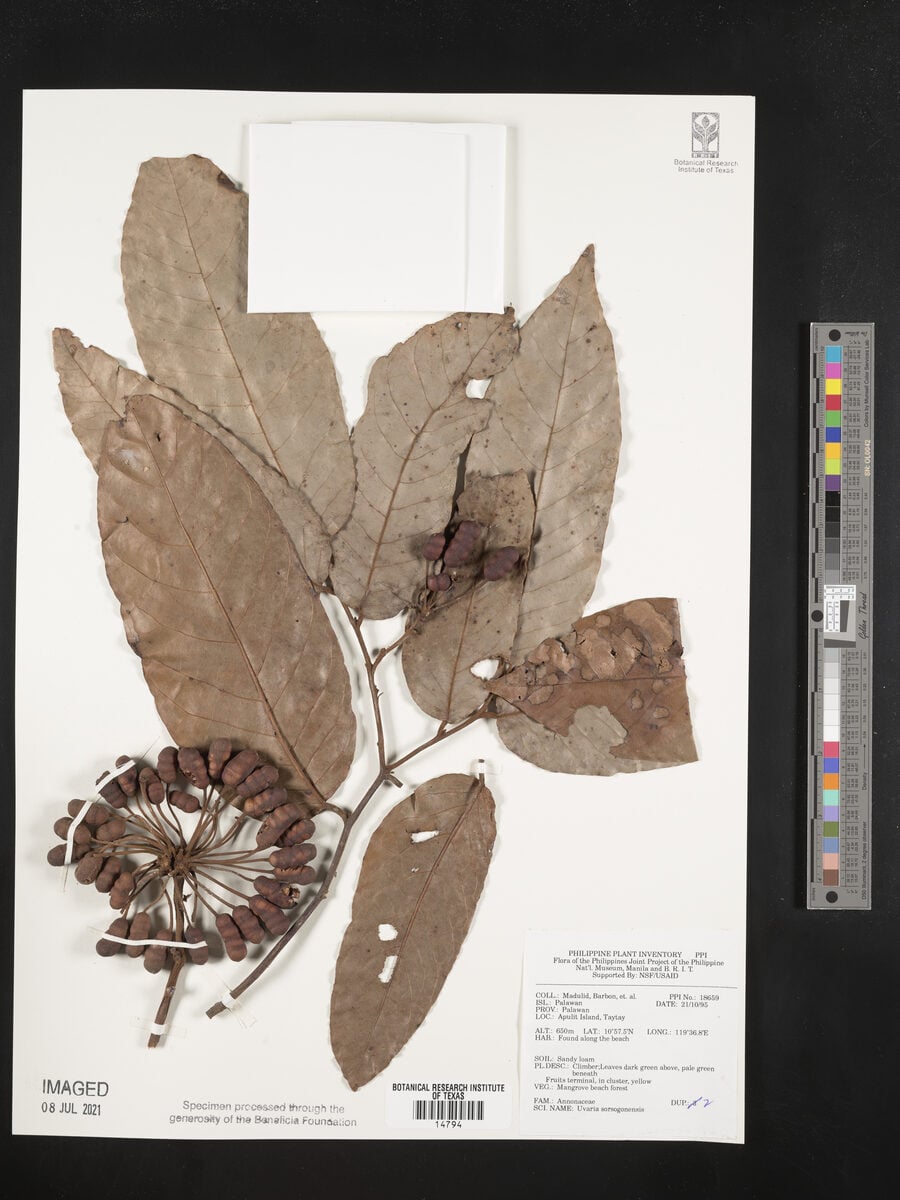 Uvaria sorzogonensis