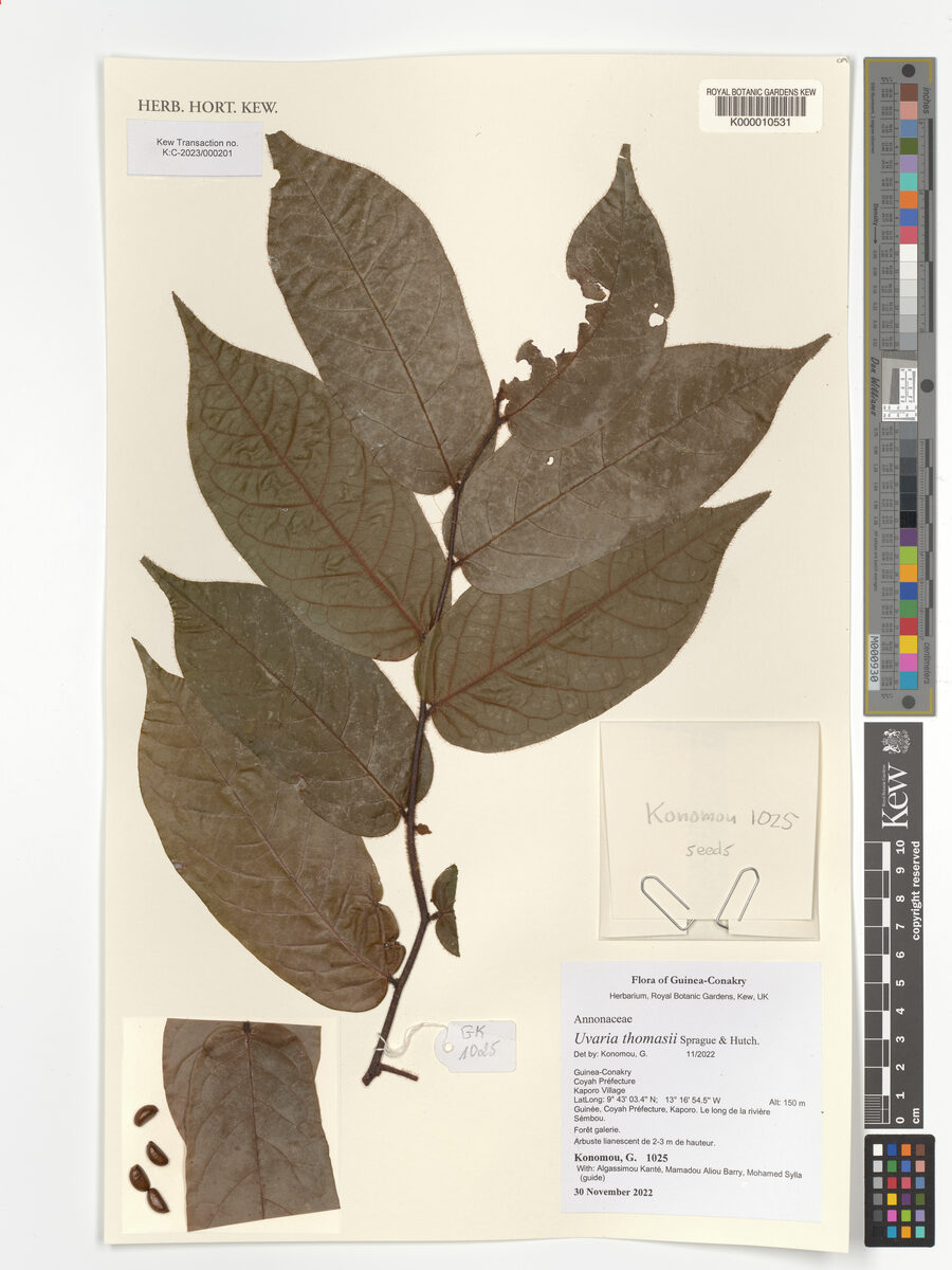 Uvaria thomasii