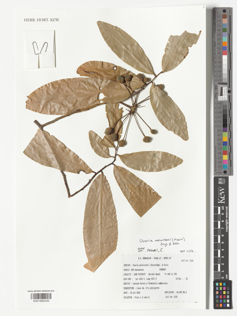 Uvaria welwitschii — photo