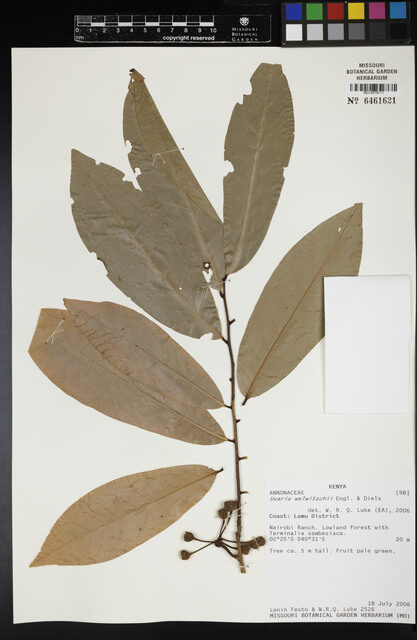 Uvaria welwitschii — photo