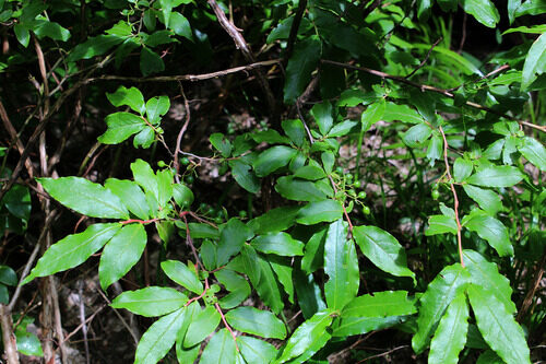 Vaccinium arctostaphylos (Caucasian Whortleberry) — photo