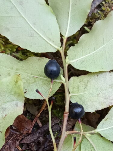 Vaccinium arctostaphylos (Caucasian Whortleberry) — photo
