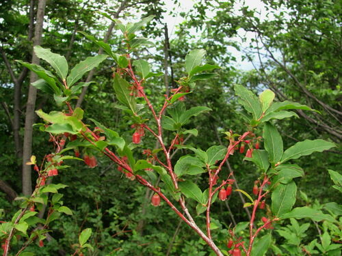 Vaccinium arctostaphylos