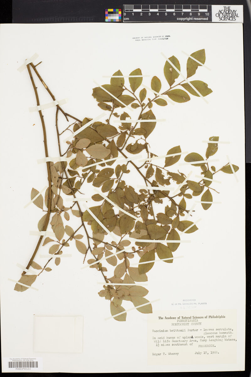 Vaccinium brittonii (Lowbush blueberry) — photo