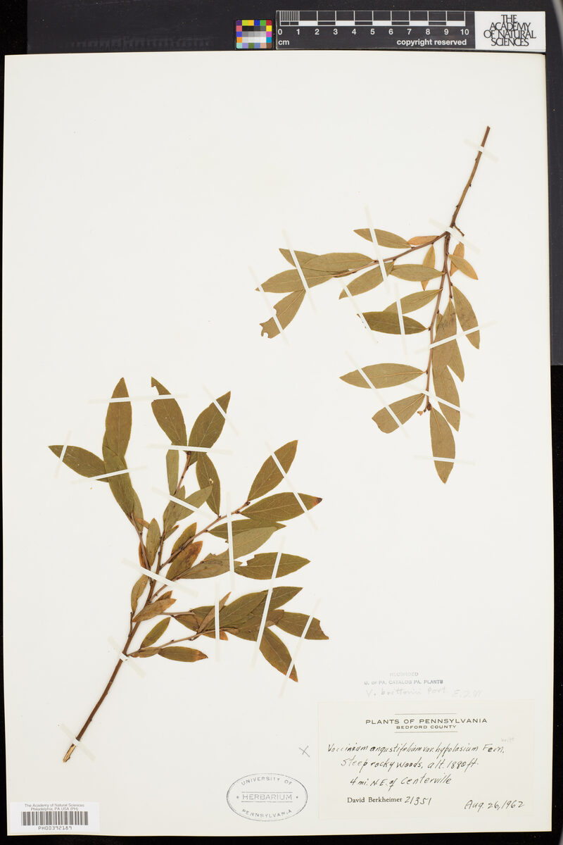 Vaccinium brittonii (Lowbush blueberry) — photo