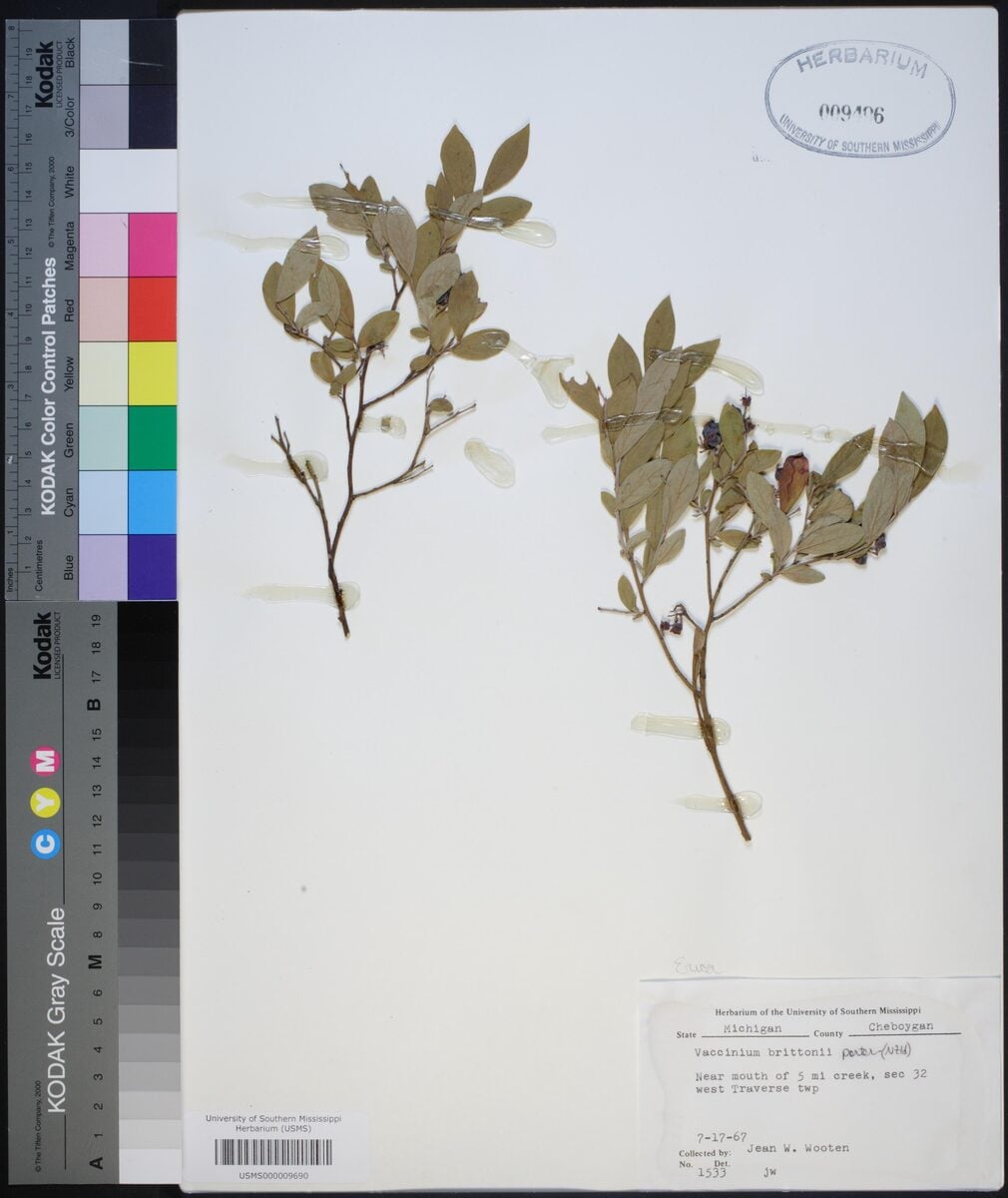 Vaccinium brittonii