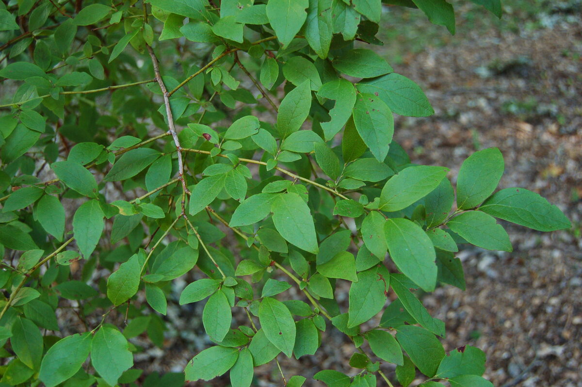 Vaccinium corymbosum (Highbush blueberry) — photo