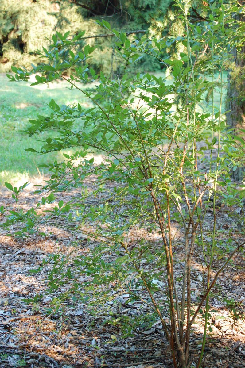 Vaccinium corymbosum (Highbush blueberry) — photo