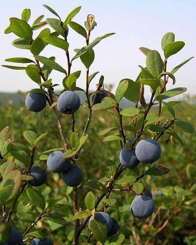 Vaccinium deliciosum (Alpine blueberry) — photo
