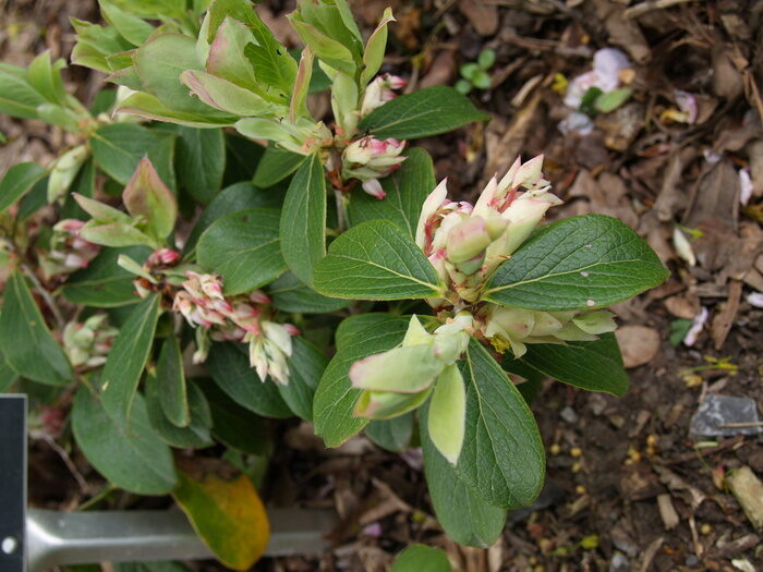 Vaccinium glaucoalbum