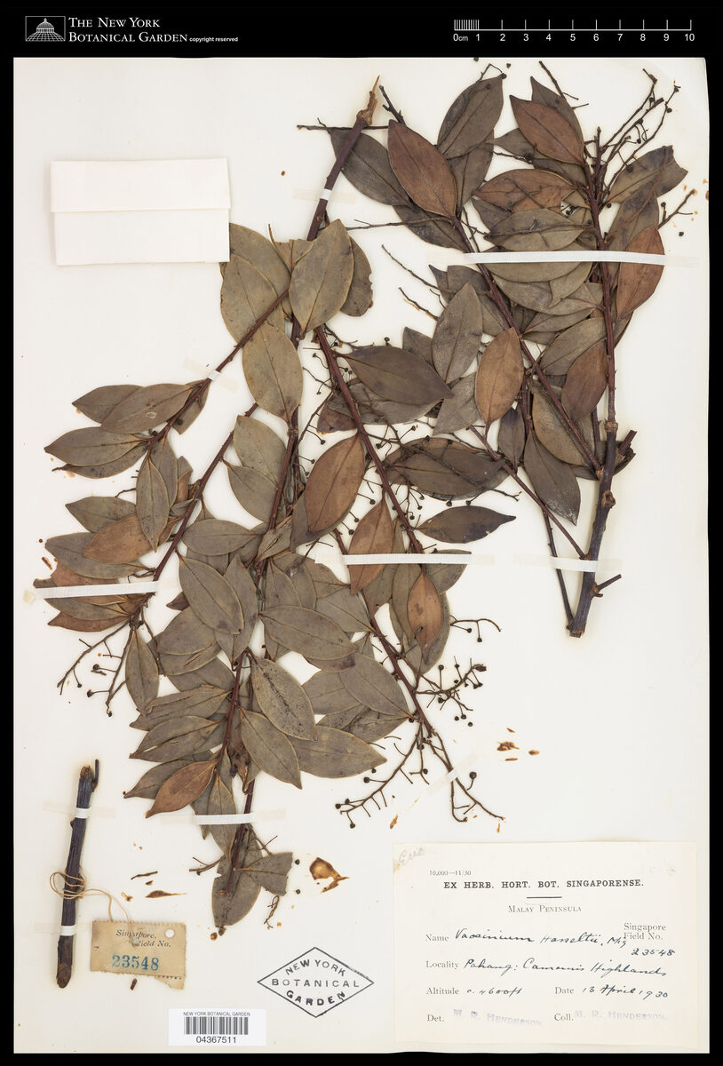 Vaccinium hasseltii (Padang) — photo