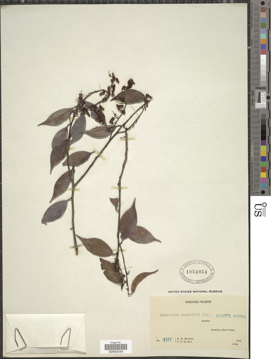 Vaccinium hasseltii