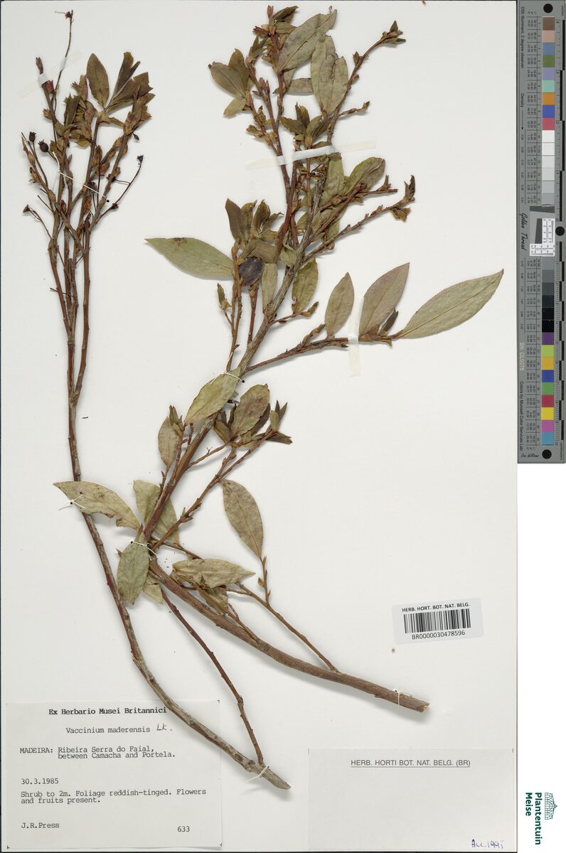 Vaccinium maderense (Madiera Whortleberry) — photo