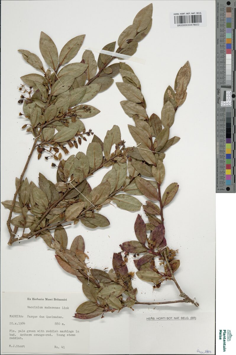 Vaccinium maderense (Madiera Whortleberry) — photo