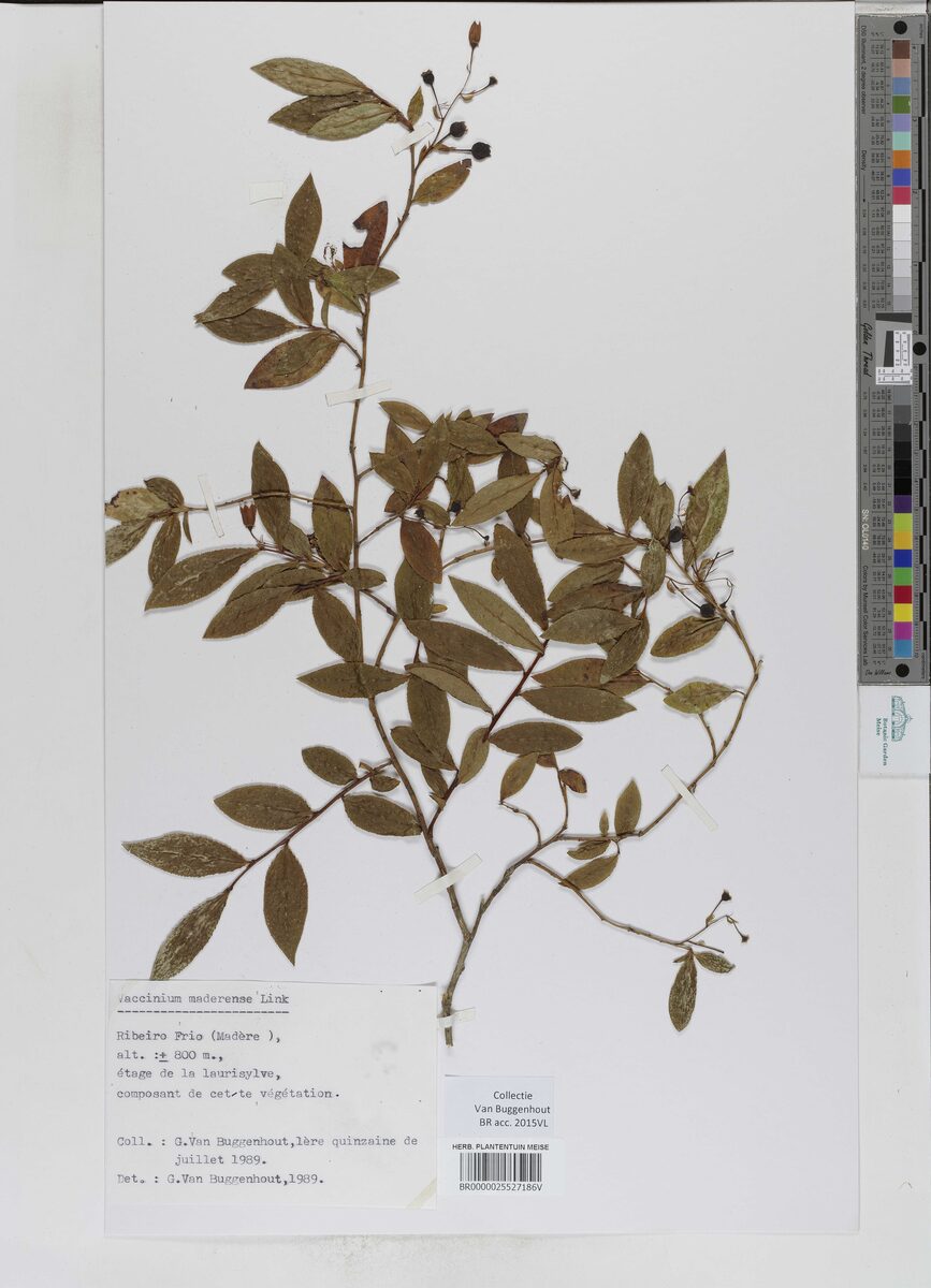 Vaccinium maderense