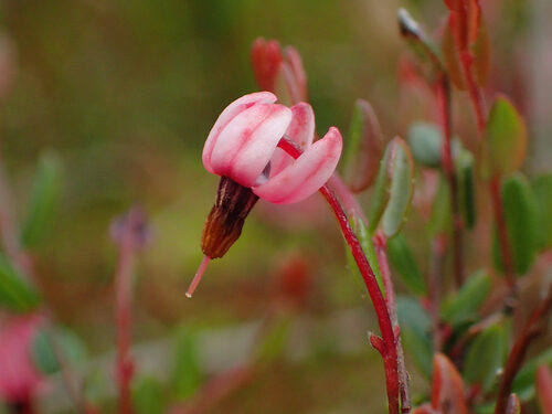 Vaccinium microcarpum (Small cranberry) — photo