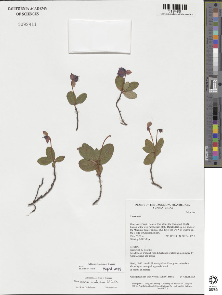 Vaccinium modestum — photo