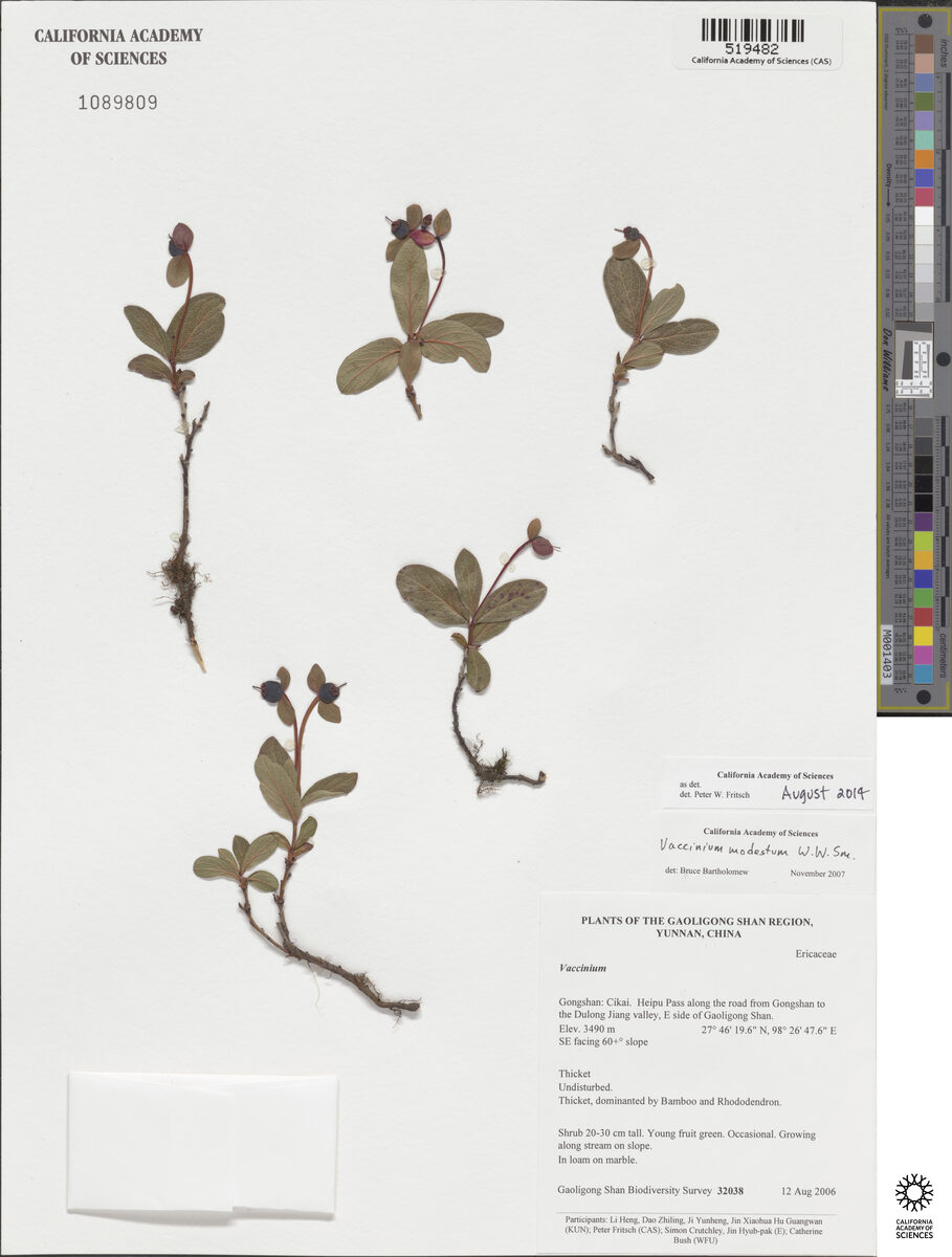 Vaccinium modestum — photo