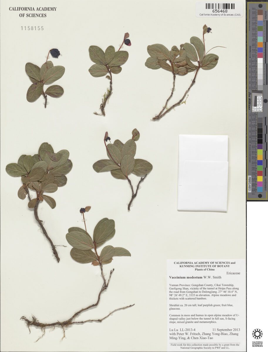 Vaccinium modestum