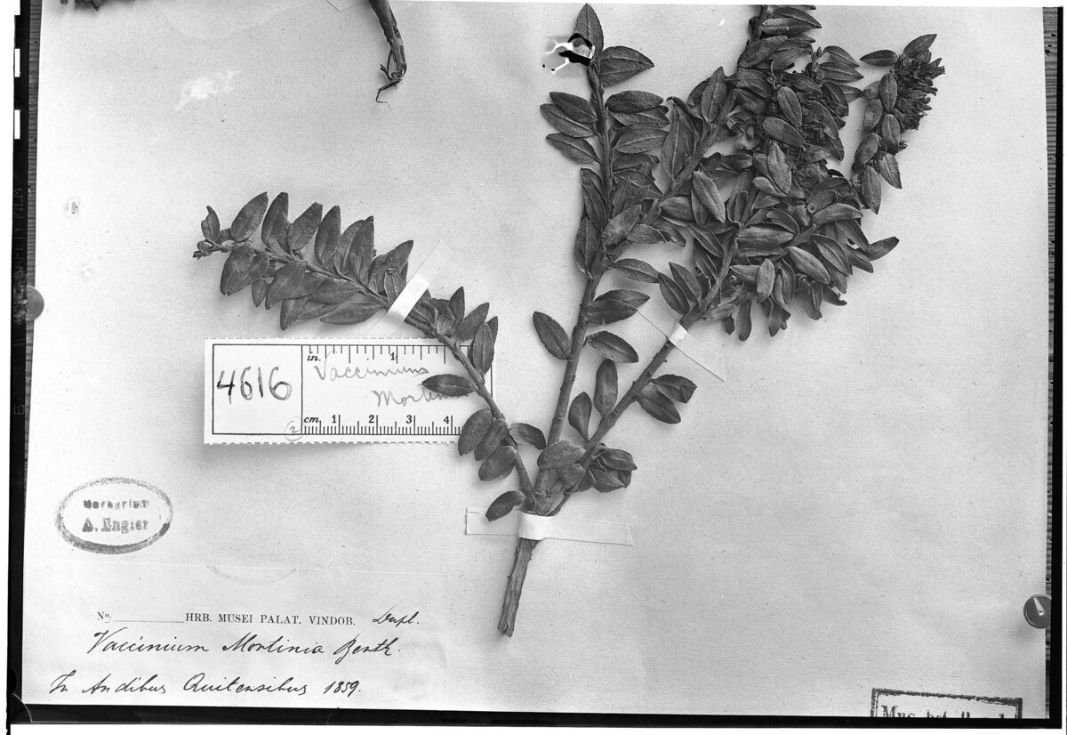 Vaccinium mortinia (Mortiño) — photo