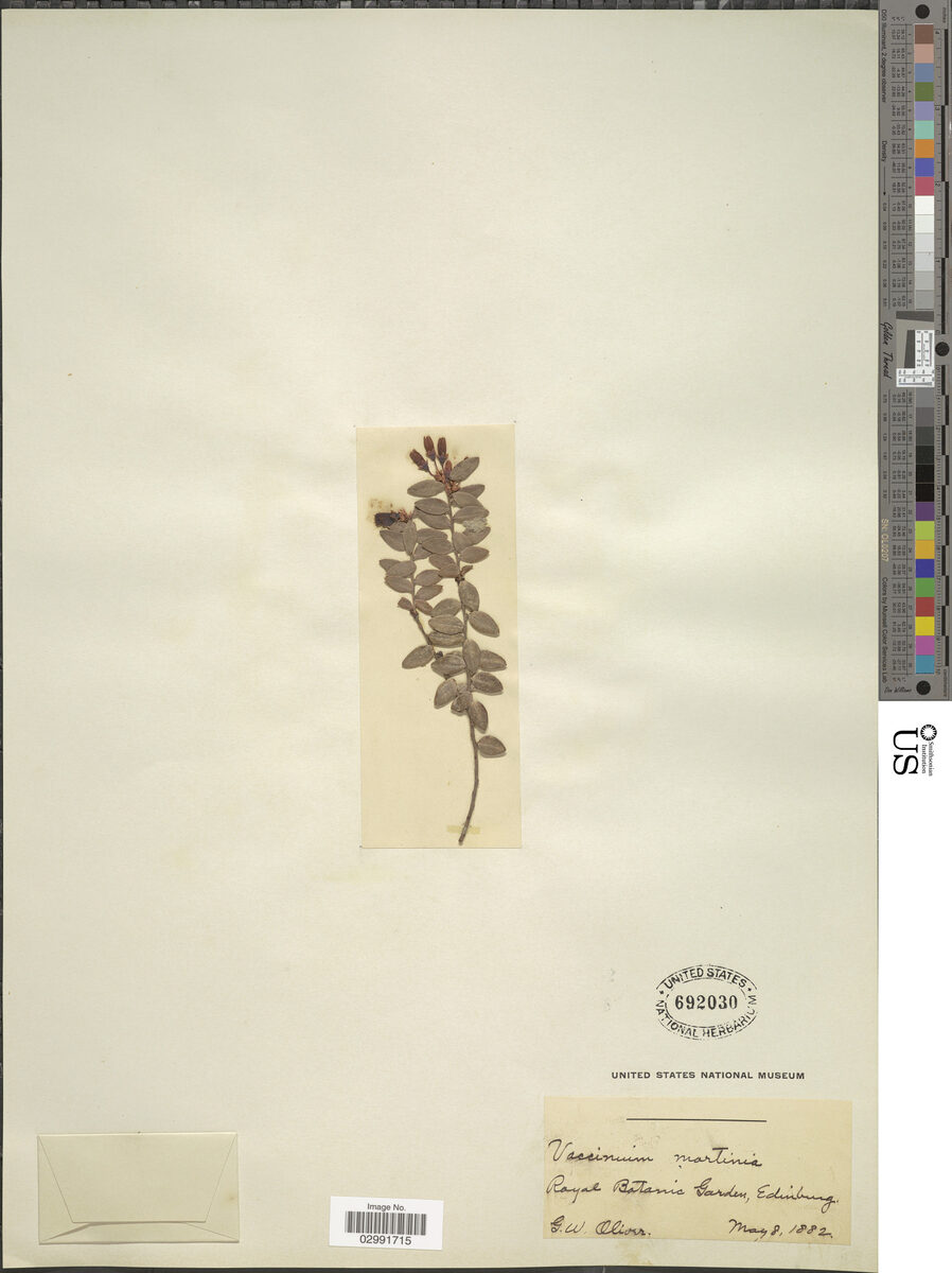 Vaccinium mortinia