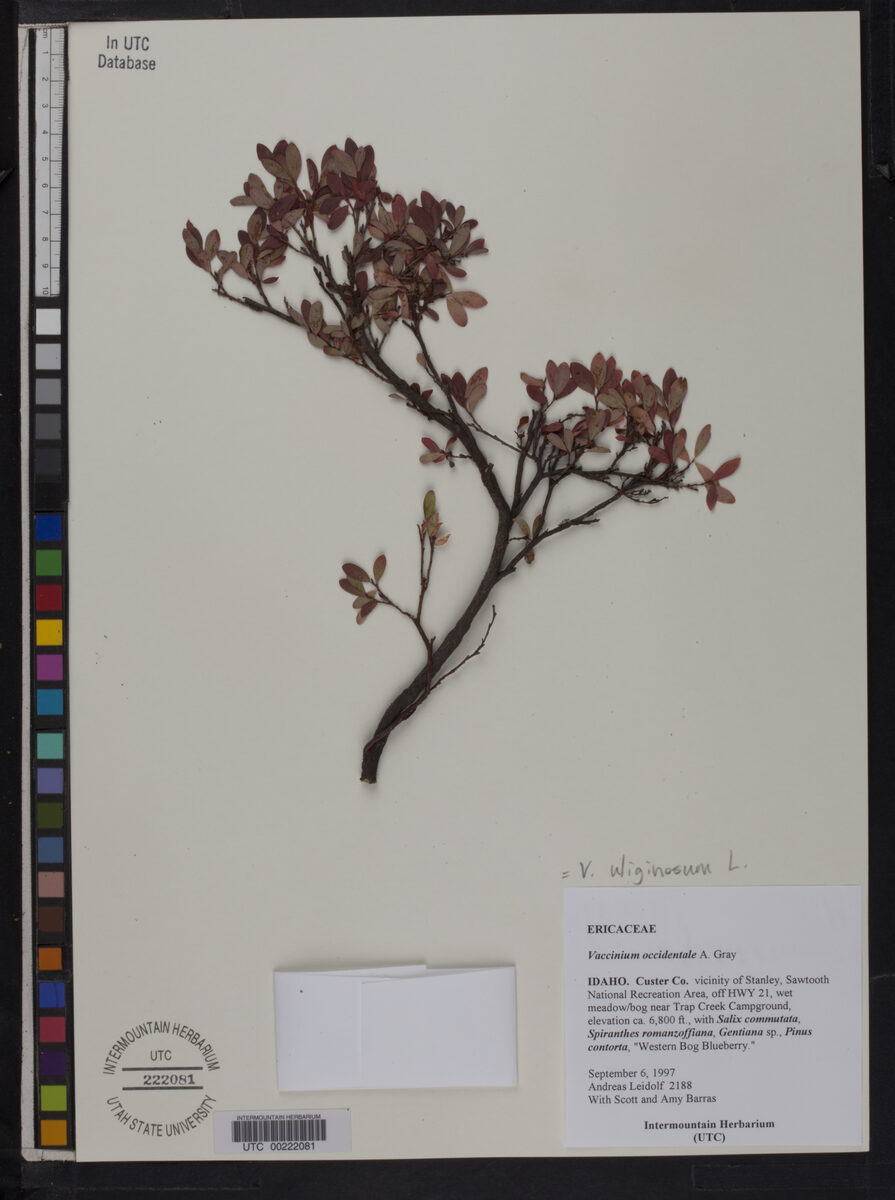 Vaccinium occidentale (Western Blueberry) — photo