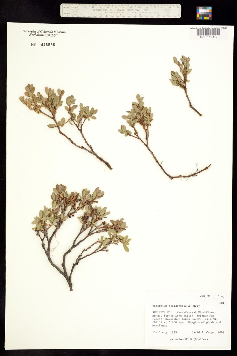 Vaccinium occidentale (Western Blueberry) — photo