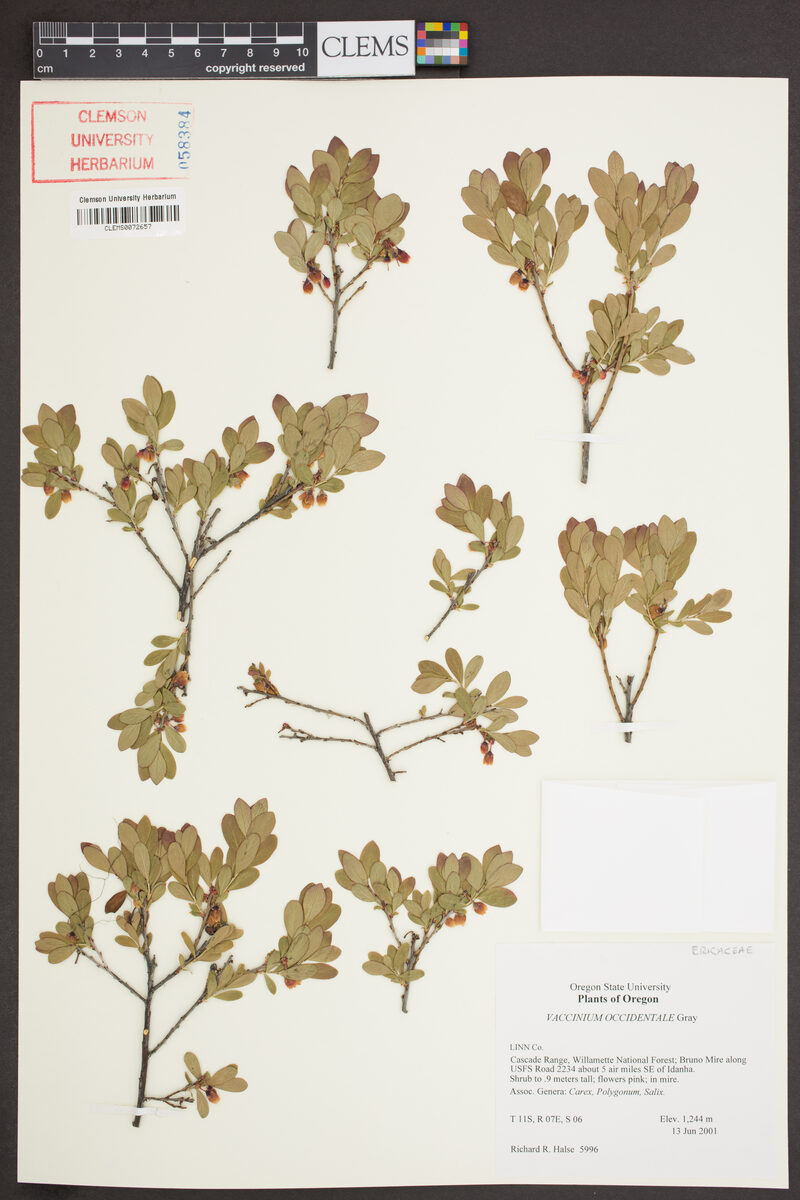 Vaccinium occidentale