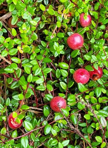 Vaccinium oxycoccos (Small Cranberry) — photo