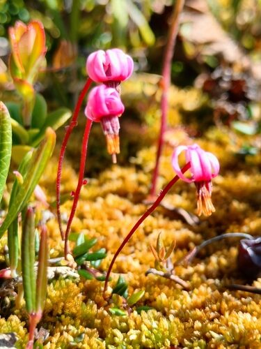 Vaccinium oxycoccos (Small Cranberry) — photo