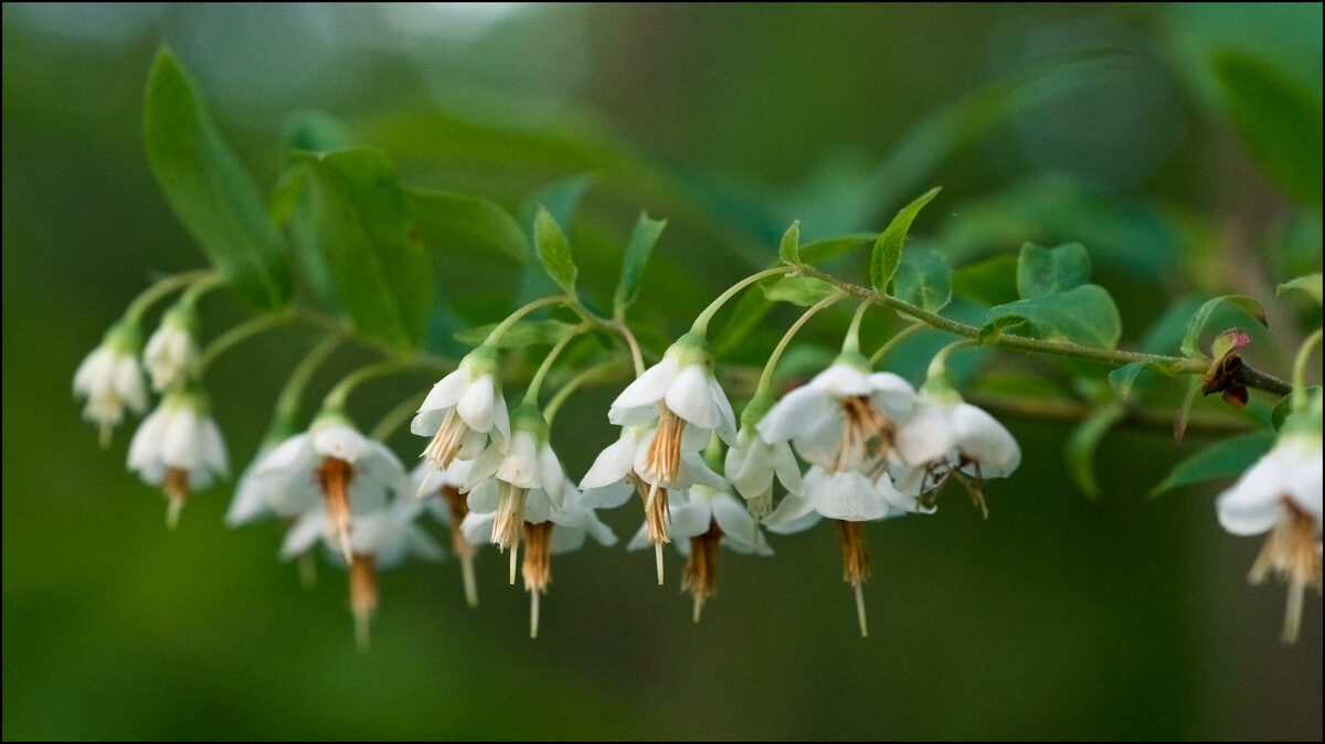 Vaccinium stamineum (Buckberry) — photo