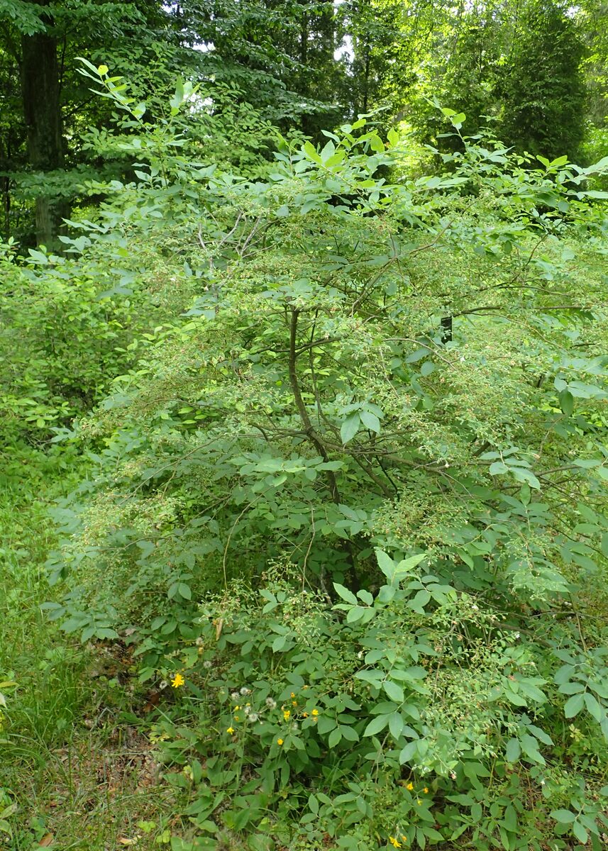 Vaccinium stamineum (Buckberry) — photo