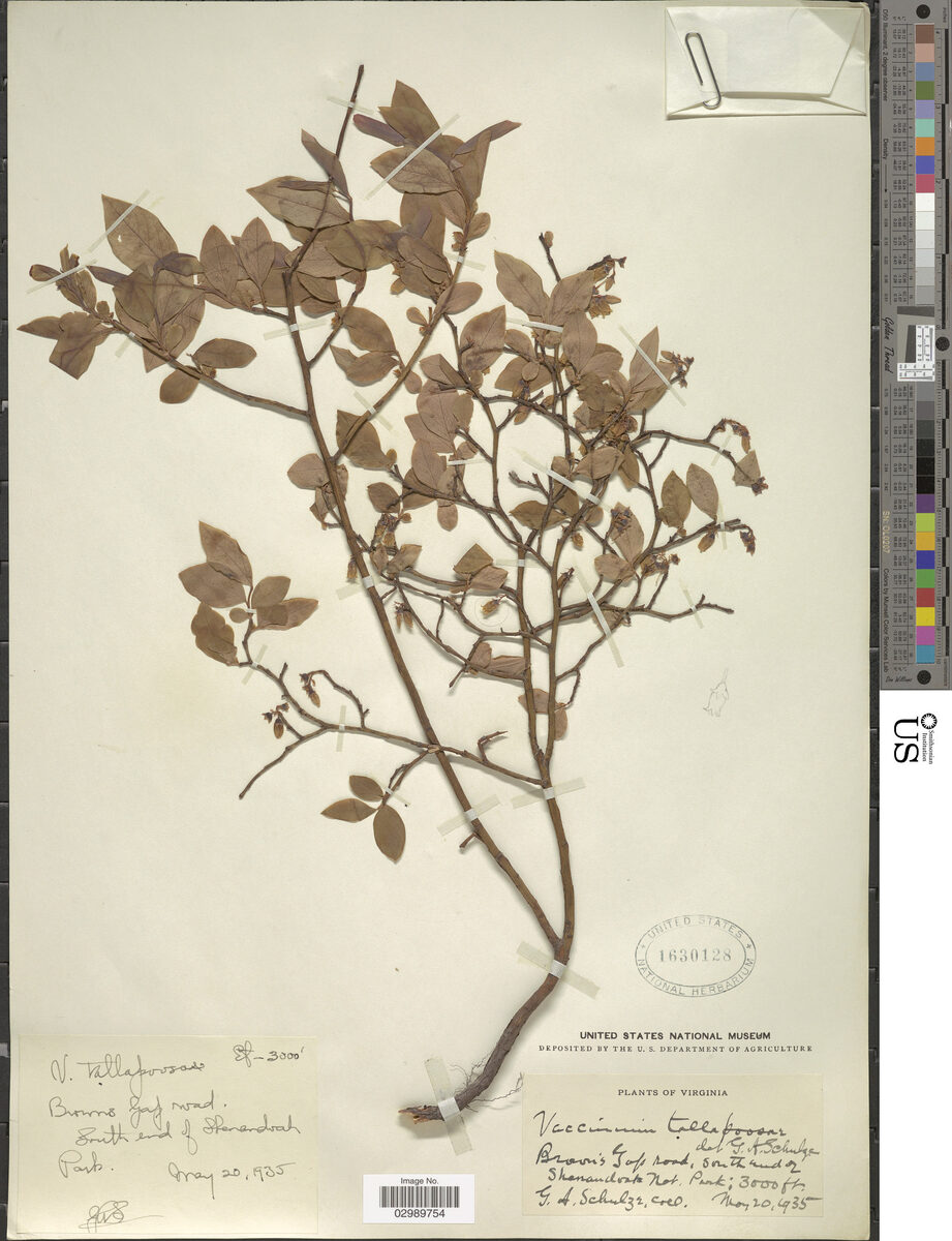 Vaccinium tallapusae — photo