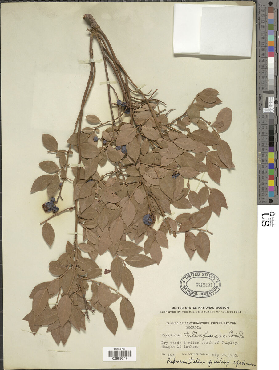 Vaccinium tallapusae — photo