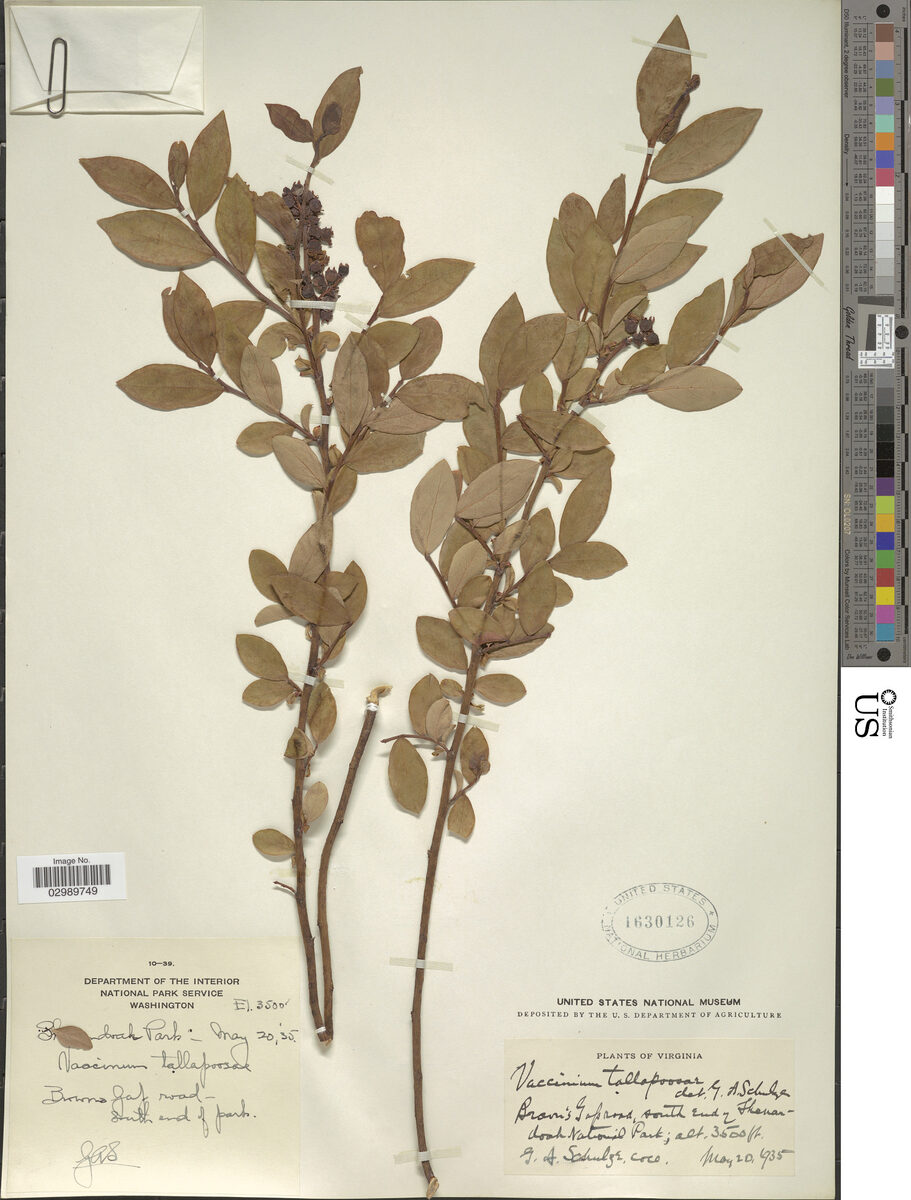 Vaccinium tallapusae