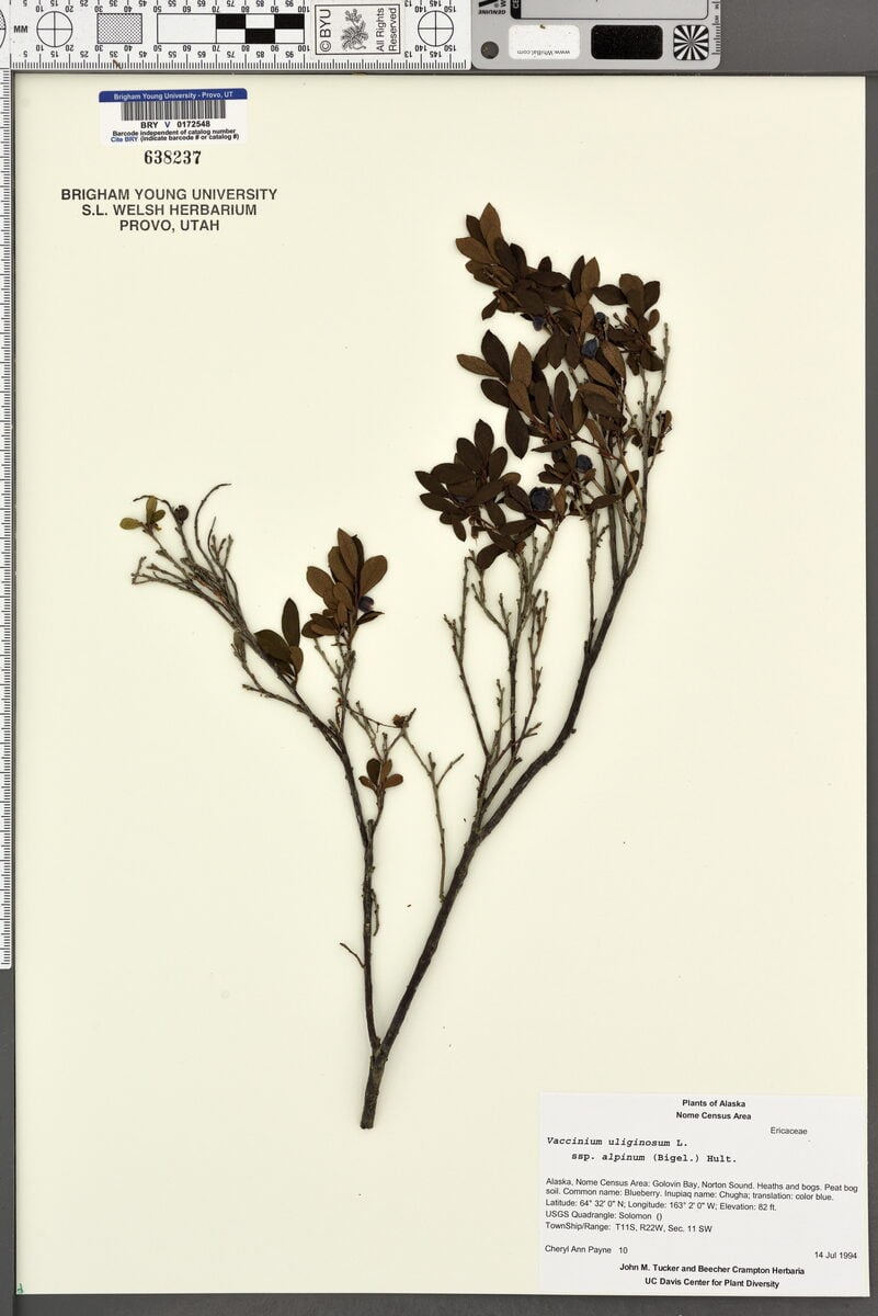 Vaccinium uliginosum subsp. alpinum