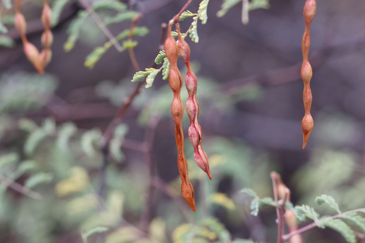 Vachellia constricta - (Benth.) Seigler & Ebinger (Mescat Acacia) — photo